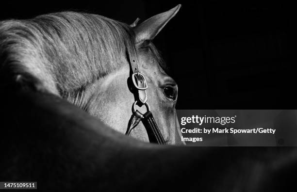 low key black background equestrian photography - horse stock pictures, royalty-free photos & images
