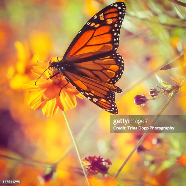 monarch butterfly in flower garden - イリノイ州 オーロラ ストックフォトと画像