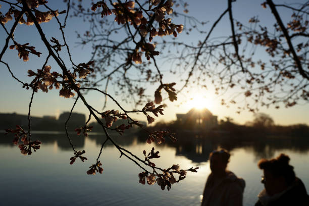 DC: Washington, DC's Famous Cherry Blossom Trees Threatened By Climate Change And Rising Tides