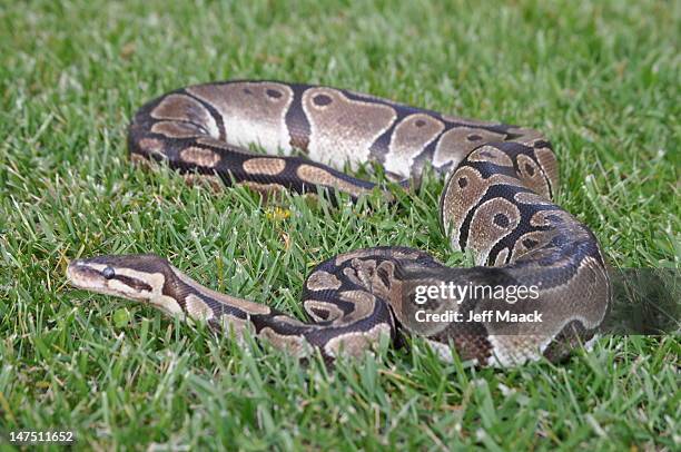 155 Are Ball Pythons Dangerous Stock Photos, High-Res Pictures, and ...