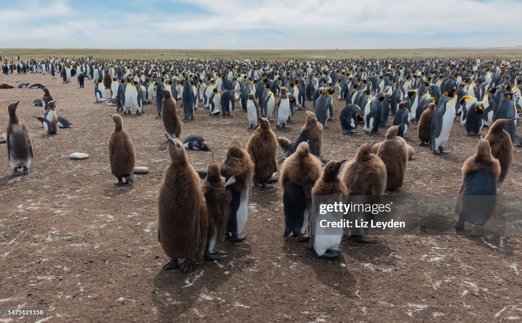 Part of the King Penguin, Aptenodytes patagonicus, Volunteer Point, Falklands