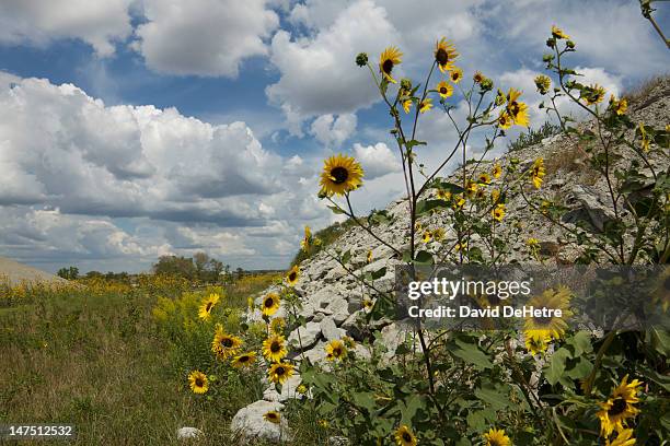 sunflowers against fluffy clouds - kansas sunflowers stock pictures, royalty-free photos & images