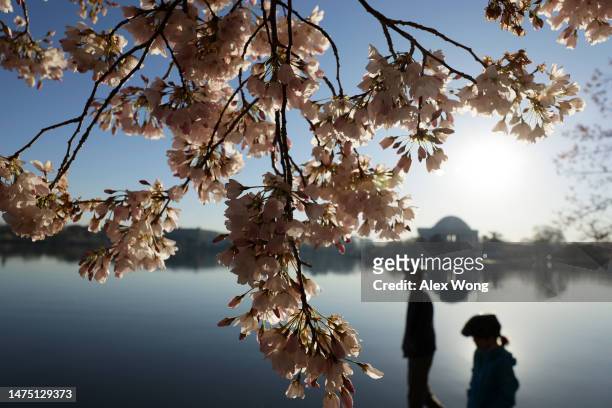 People visit cherry blossoms near peak bloom around the Tidal Basin as the trees this year are threatened by climate change and rising tides on March...