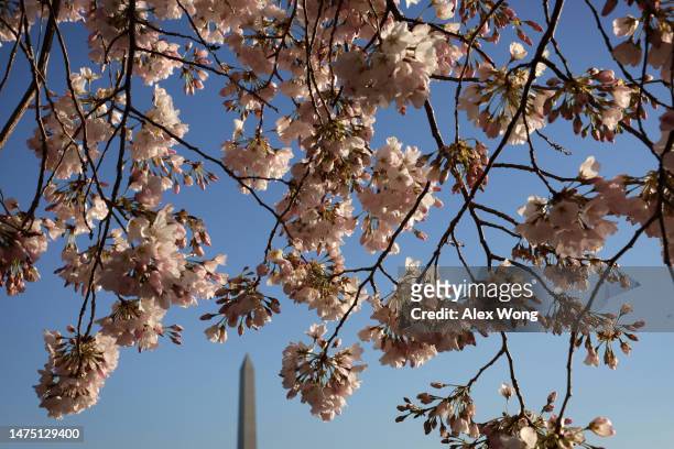 As the Washington Monument is seen in the background, cherry blossoms appear near peak bloom around the Tidal Basin as the trees this year are...