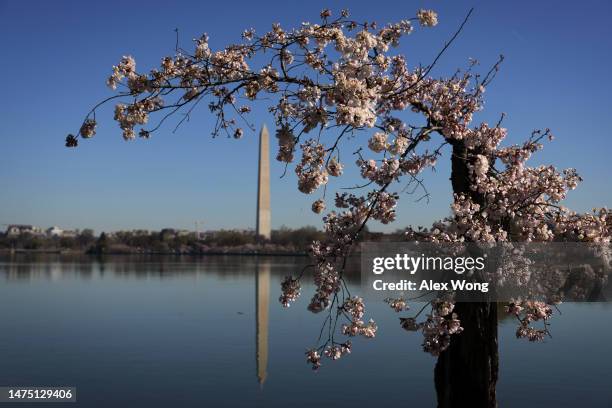 As the Washington Monument is seen in the background, cherry blossoms appear near peak bloom around the Tidal Basin as the trees this year are...