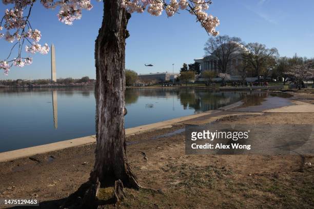Part of the walking trail is flooded during high tide as cherry blossoms appear near peak bloom around the Tidal Basin as the trees this year are...
