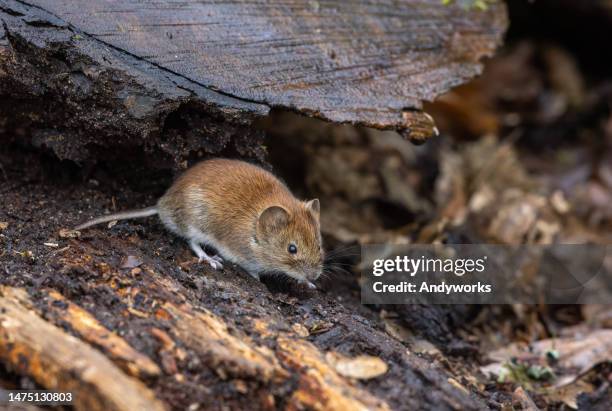 rato de banco bonito (myodes glareolus) - hantavirus - fotografias e filmes do acervo