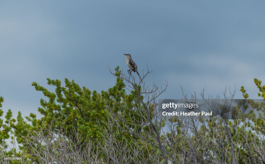 Tropical mockingbird perched on tree branches with an overcast sky