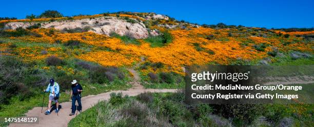 Anaheim Hills, CA Hikers pass by a colorful hillside of California poppies as they make their way along Weir Canyon Trail in Anaheim Hills on...