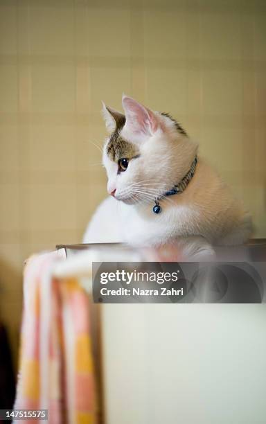 tabby munchkin cat relaxing - tabby munchkin cat bildbanksfoton och bilder