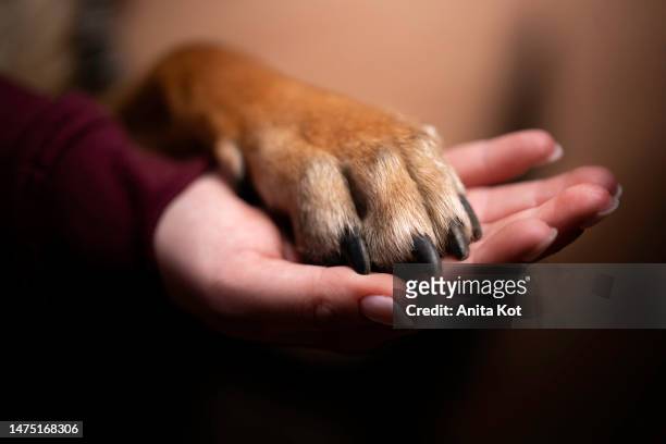 human - dog relationship - animal limb stock-fotos und bilder