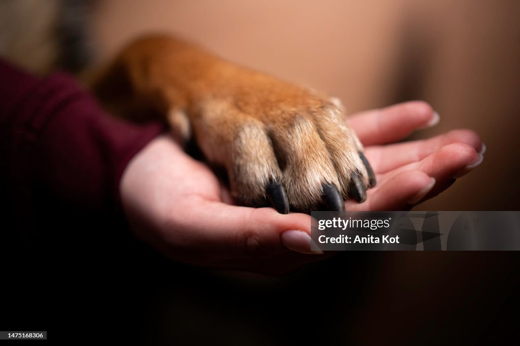 Human - dog relationship