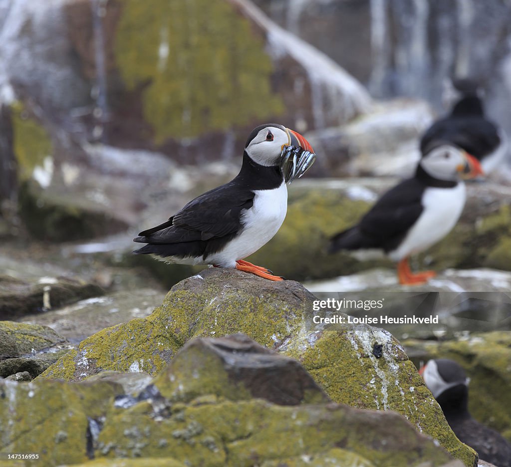 Puffin  with a beakful of sand eels