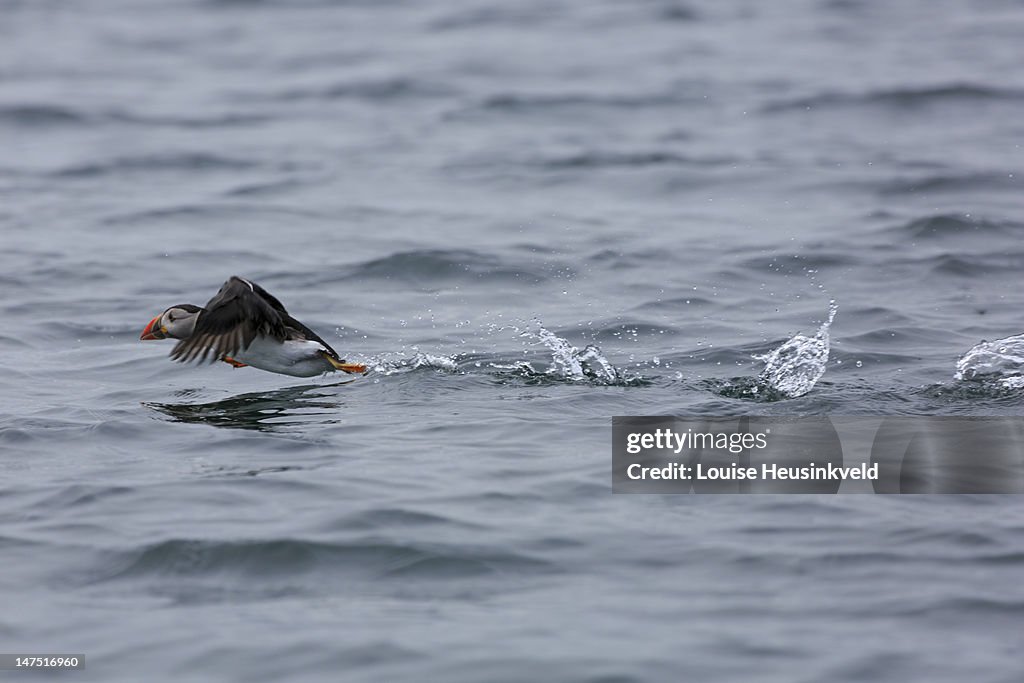Puffin taking off from the ocean