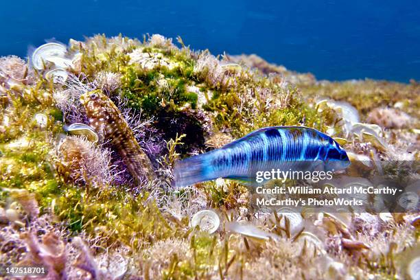 blue peacock wrasse and blenny - peacock blenny stock pictures, royalty-free photos & images