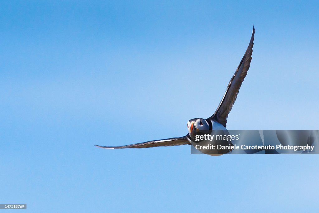 Gliding puffin in May