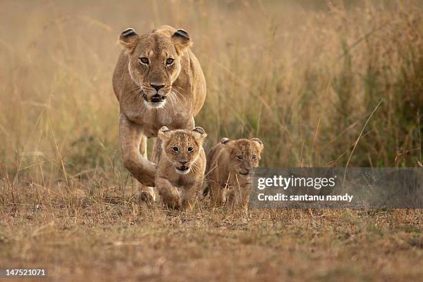 lioness with cubs - löwe großkatze stock-fotos und bilder