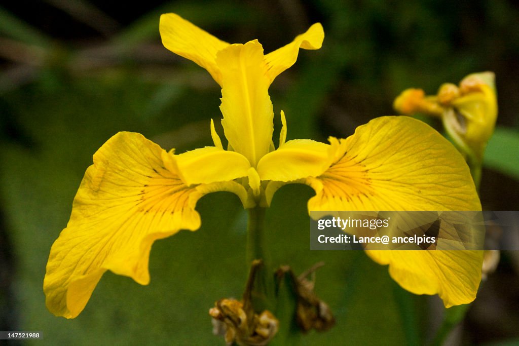 Yellow Iris