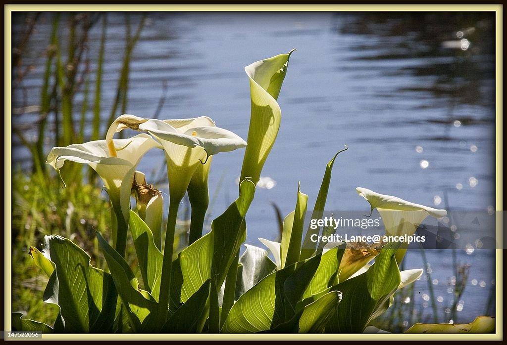 Lilies by pond