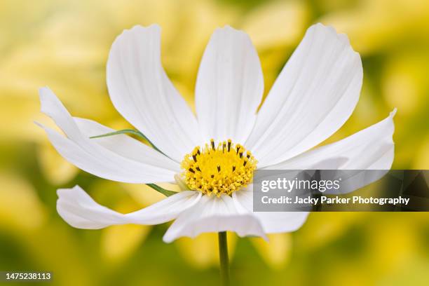 a single beautiful cosmos bipinnatus 'sonata white' summer flower - flor del cosmos fotografías e imágenes de stock