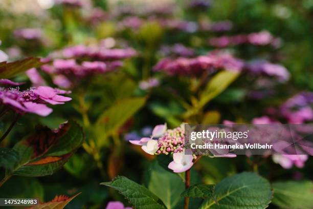 purple hortensia flowers - kamperen stock-fotos und bilder