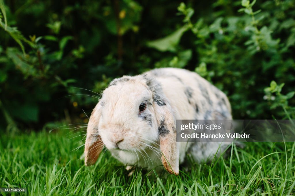 Close-up of a speckled lop rabbit
