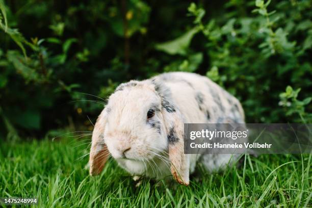 close-up of a speckled lop rabbit - konijn dier stockfoto's en -beelden