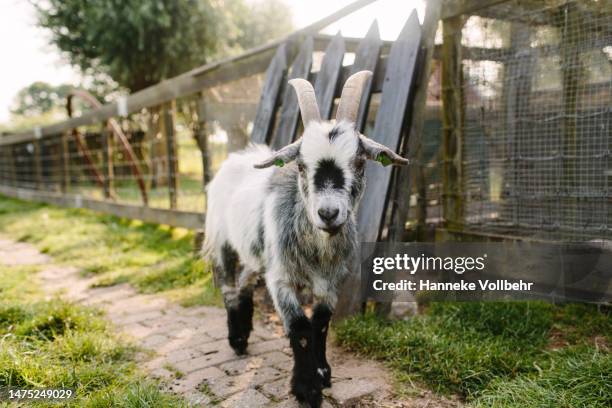 rural scene with male goat - kamperen stock-fotos und bilder