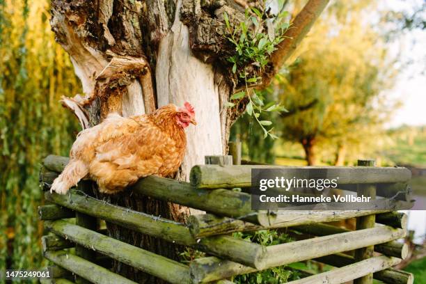 orange grouse chicken sits on a wooden fence - kinderboerderij stockfoto's en -beelden