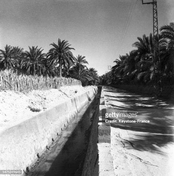 Canal d'irrigation dans la palmeraie de Touggourt, en juillet 1960.