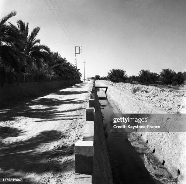 Canal d'irrigation dans la palmeraie de Touggourt, en juillet 1960.