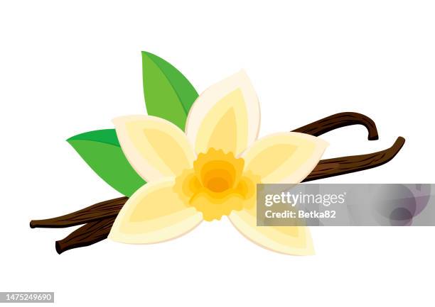 vanilla flower bloom and spice icon vector - vanilla stock illustrations