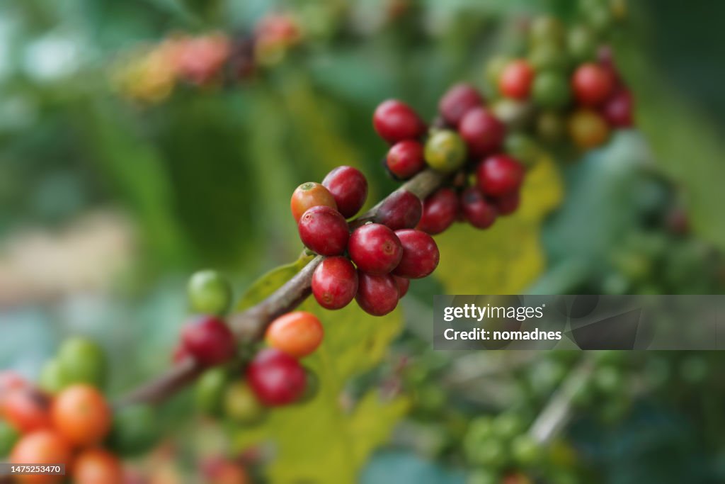 Coffee beans cherry red, ready to be harvested.