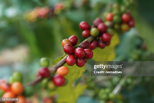 coffee beans cherry red, ready to be harvested. - coffee processing stock pictures, royalty-free photos & images