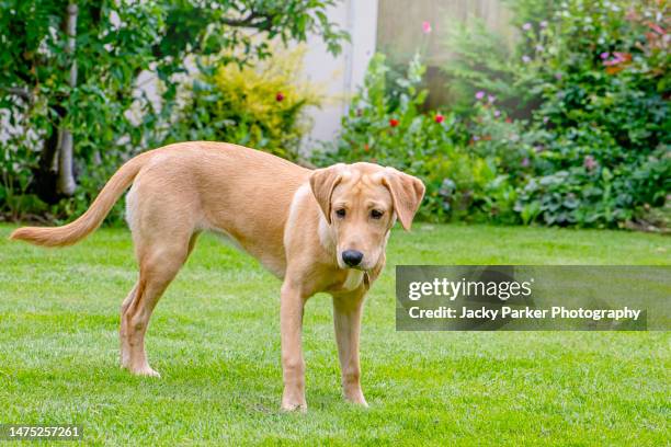 close-up image of a 4 month old golden labrador retriever dog standing on a garden lawn - yellow lab stock pictures, royalty-free photos & images