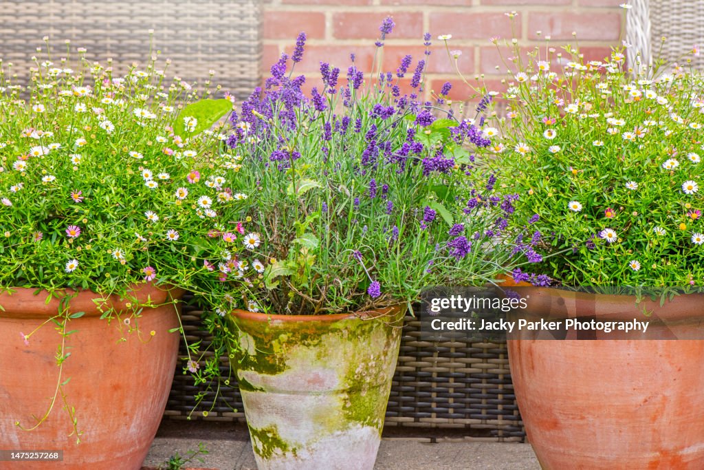 Beautiful, summer planted Terracotta pots with soft pink and white daisies and scented Lavender