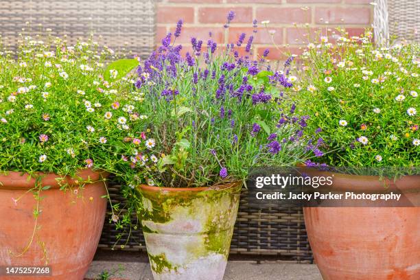 beautiful, summer planted terracotta pots with soft pink and white daisies and scented lavender - lavender ground cover stock pictures, royalty-free photos & images