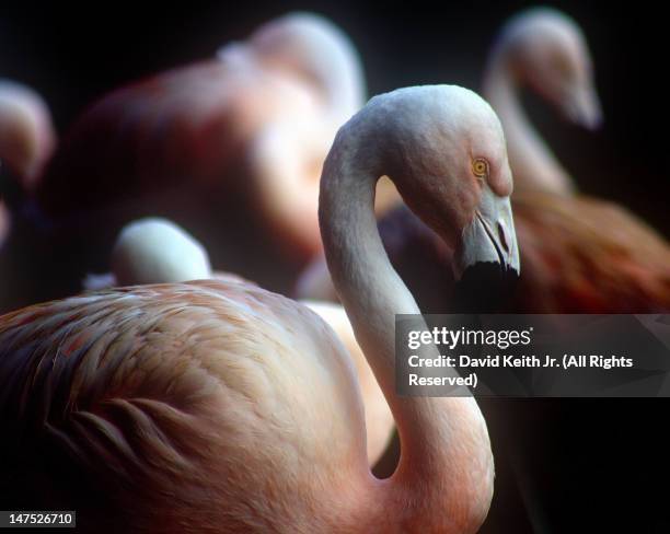 bird - baton rouge zoo stock pictures, royalty-free photos & images