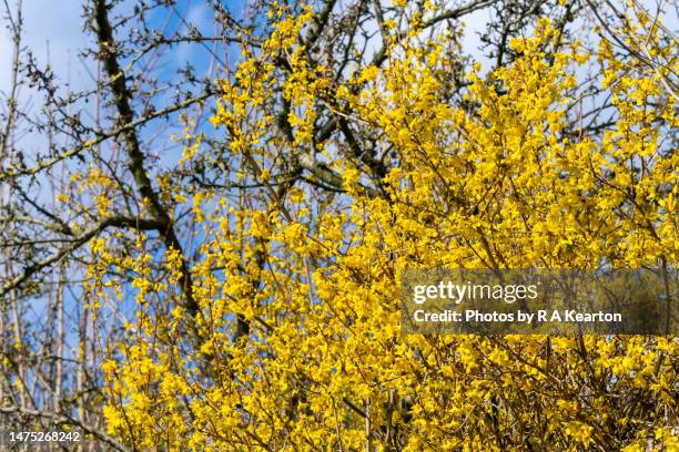 forsythia shrub flowering in march in an english garden - forsythia stock pictures, royalty-free photos & images