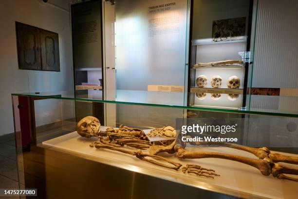 menschliches skelett im museum - human skull museum stock-fotos und bilder