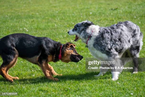 german shepherd puppy playing with older border collie outdoors - snarling stock pictures, royalty-free photos & images