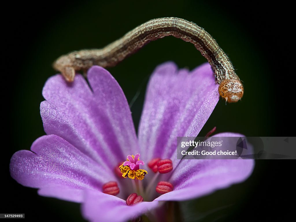 Caterpillar on blossom