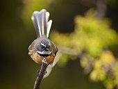 Fantail on branch