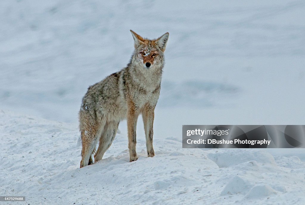 Coyote in winter