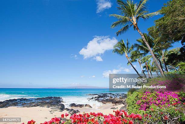 tropical beach with coconut palm trees - ハワイ ストックフォトと画像