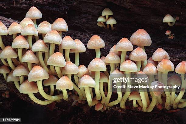 hypholoma sublateritium - hypholoma sublateritium stock pictures, royalty-free photos & images