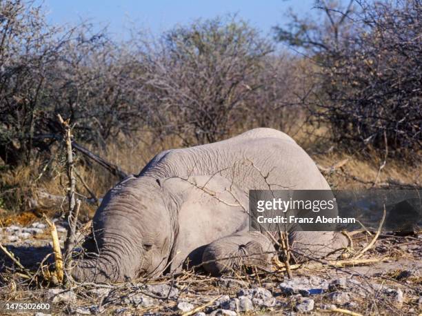 dead elephant, "death in the bush" - anne vyalitsyna stock-fotos und bilder
