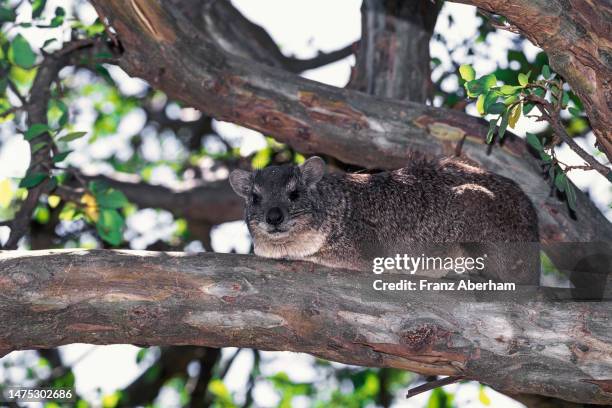 southern tree hyrax - tree hyrax stock pictures, royalty-free photos & images
