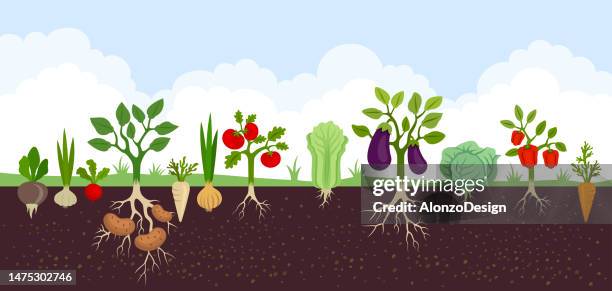 stockillustraties, clipart, cartoons en iconen met garden with vegetables. vegetable garden banner. organic and healthy food. poster with root veggies. - tomaat