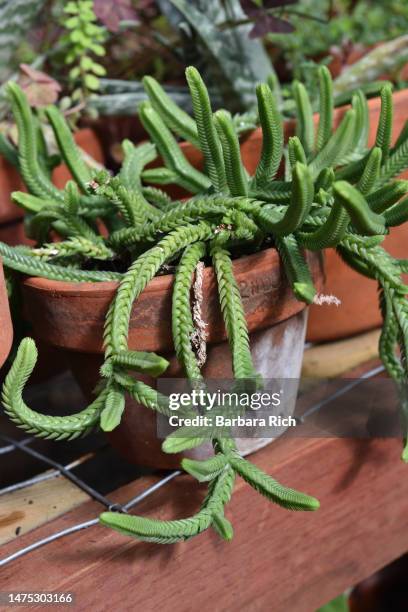 crassula muscosa - watchchain - succulent - senecioneae stock pictures, royalty-free photos & images